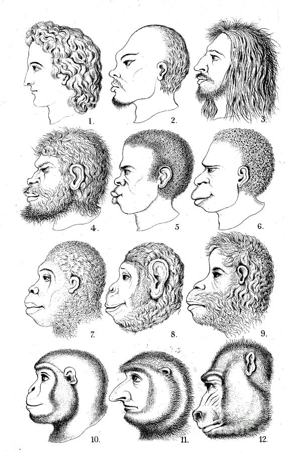 Haeckels Racist Evolutionary Theory Photograph by Wellcome Images