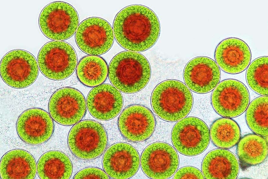 Haematococcus Algae Photograph by Marek Mis