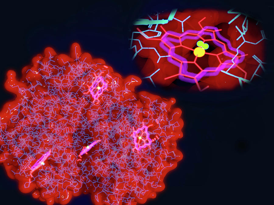 Haemoglobin And Haem, Molecular Models Photograph by Juan Gaertner