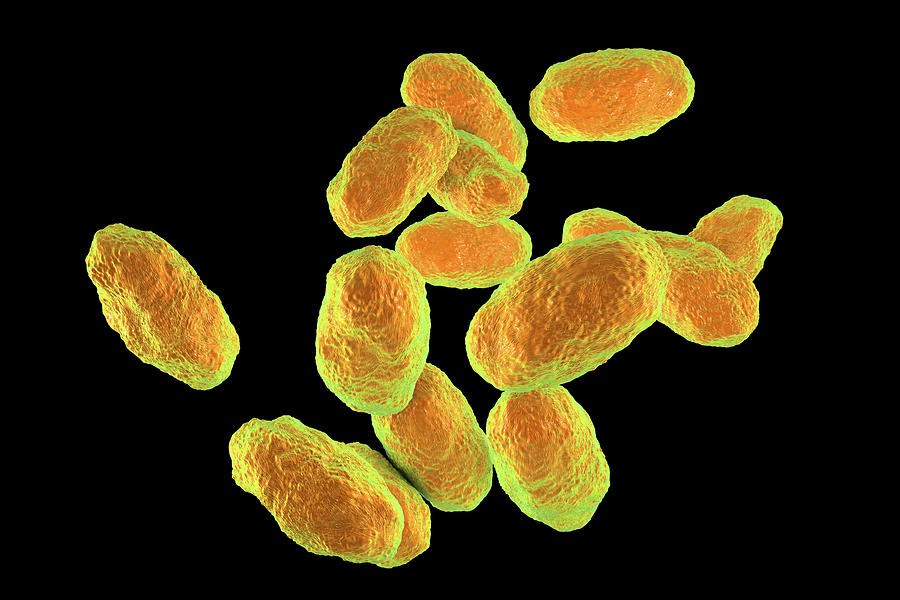 Haemophilus Influenzae Bacteria Photograph By Science Photo Library ...