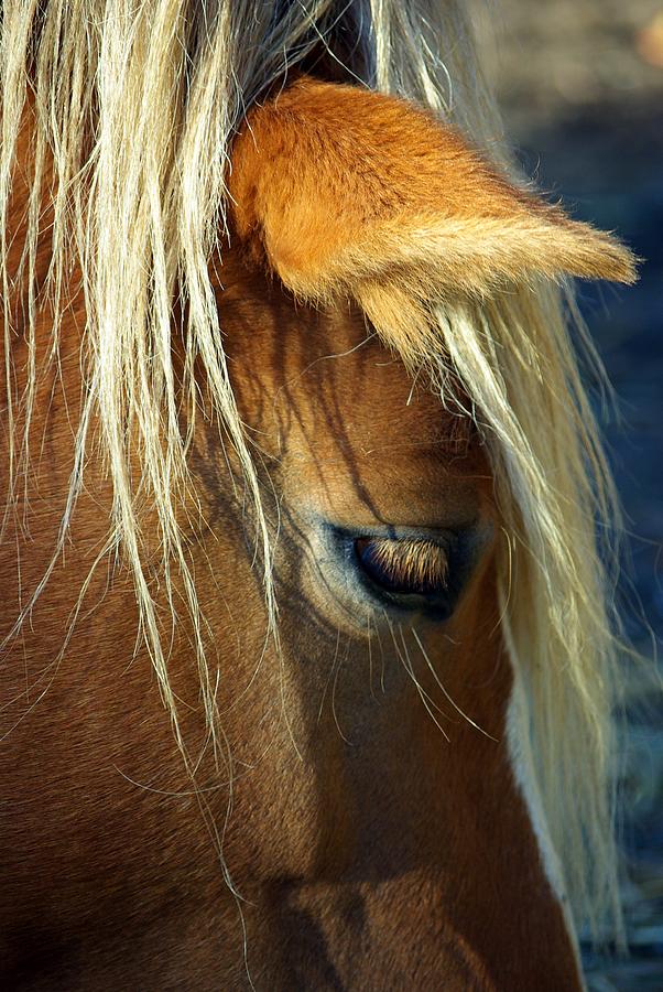 Horse Photograph - Haflinger Beauty by Paul Wash
