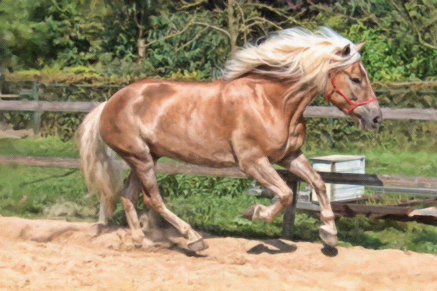 Haflinger Painting by Dean Wittle