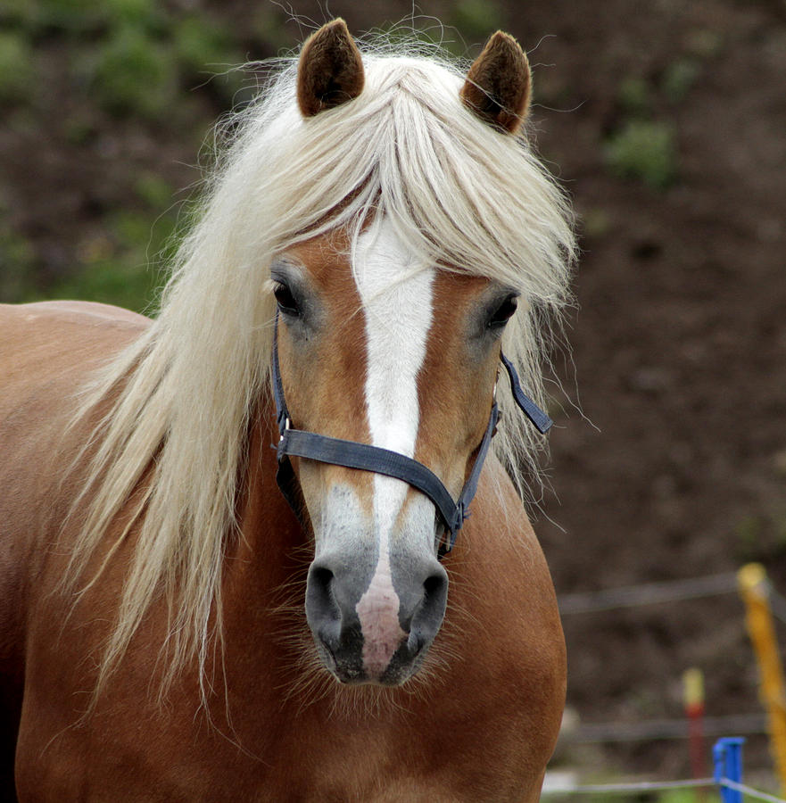 Haflinger Photograph by Michela Villa