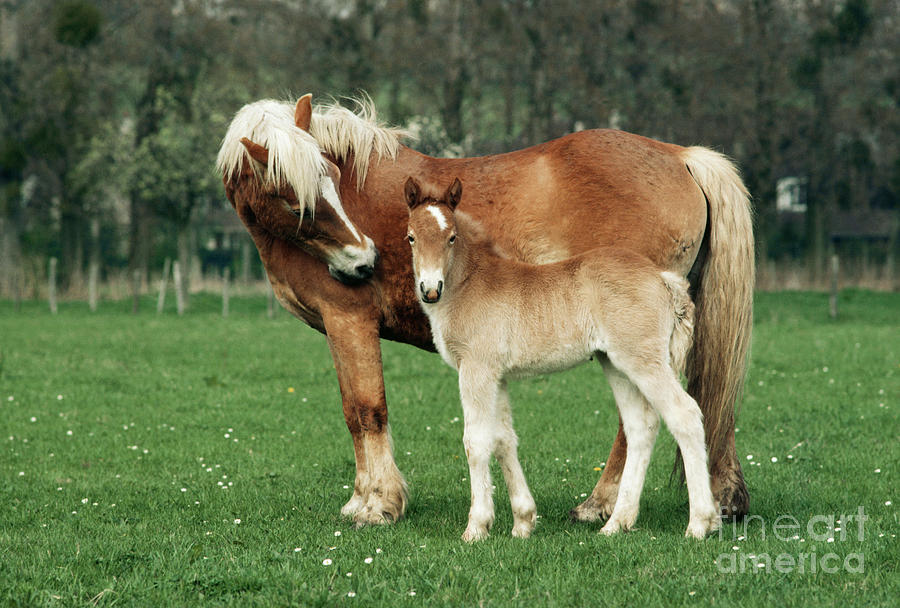 Haflinger Mother And Foal Photograph by Jean-Paul Ferrero