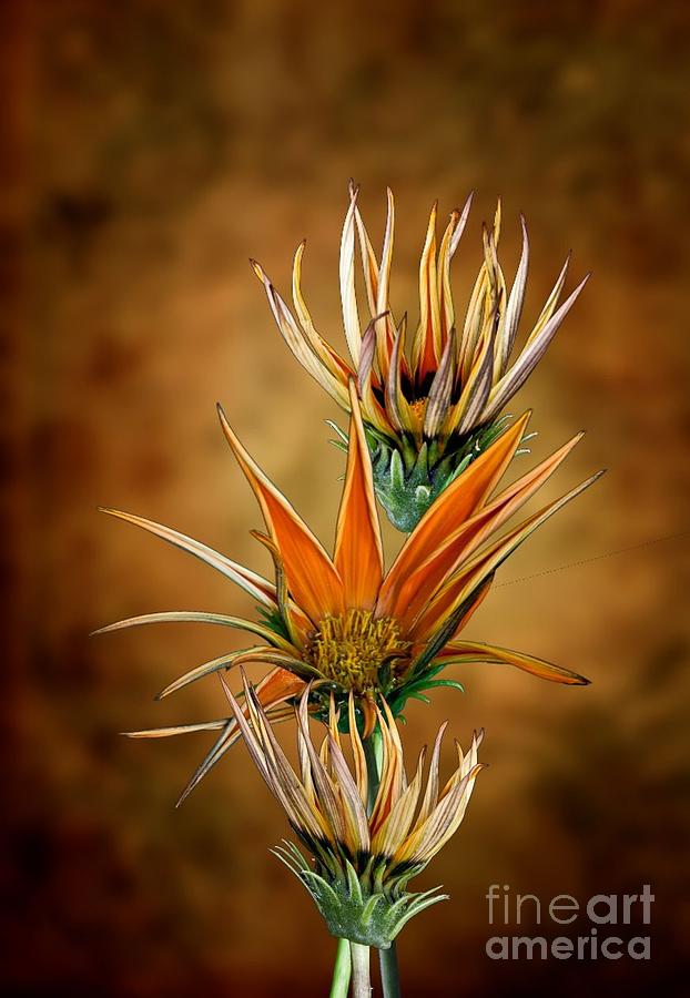 Flower Photograph - Hag Stack by Shirley Mangini