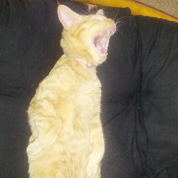 Rawr Photograph - Haha, My Snobby #kitty, Chanel. #yawn by Tiffany Niewohner
