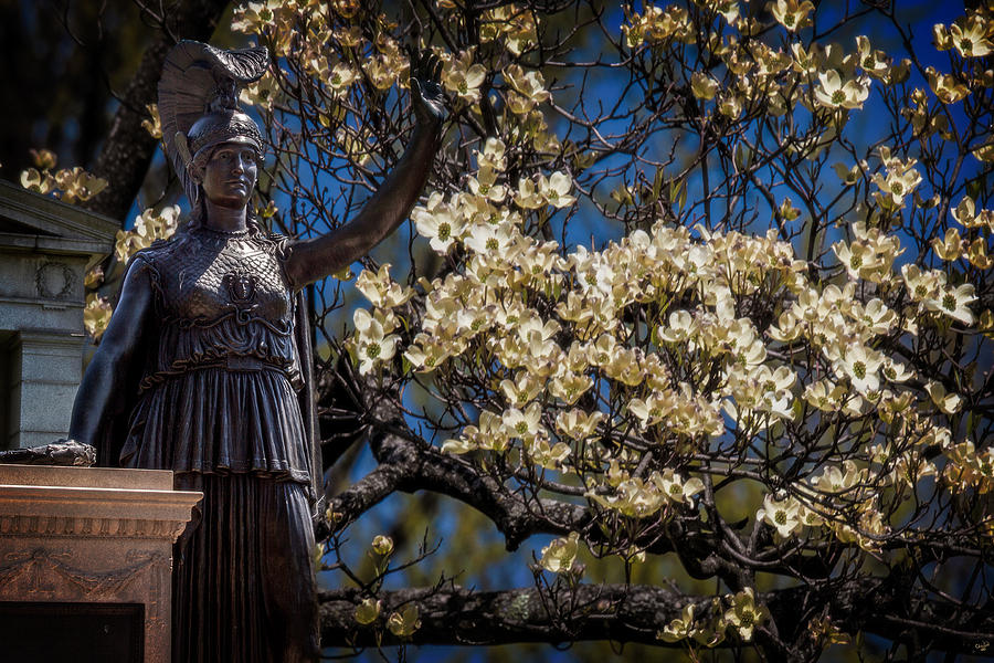 Hail My Lady of Dogwoods Photograph by Chris Lord