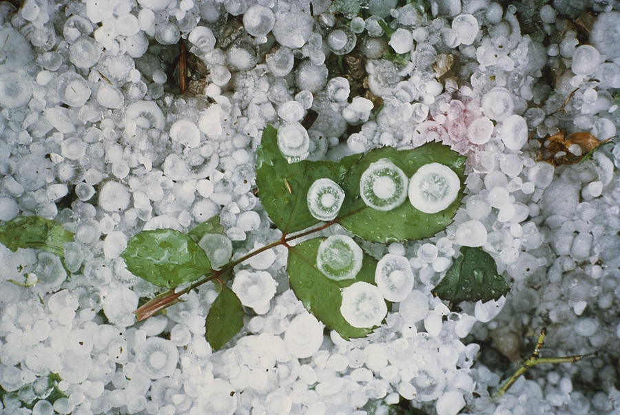 Hailstones And Leaves Photograph by Perennou Nuridsany