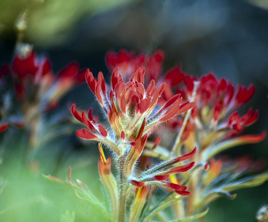 Hair of the Paintbrush Photograph by Eric Rundle