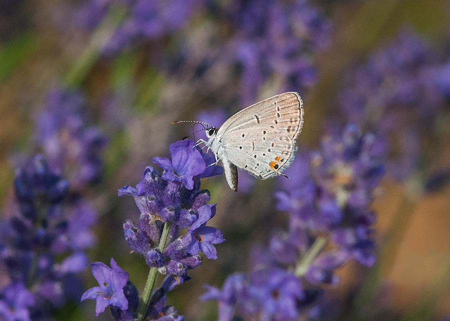 Eastern Tailed Blue On Lavender Photograph