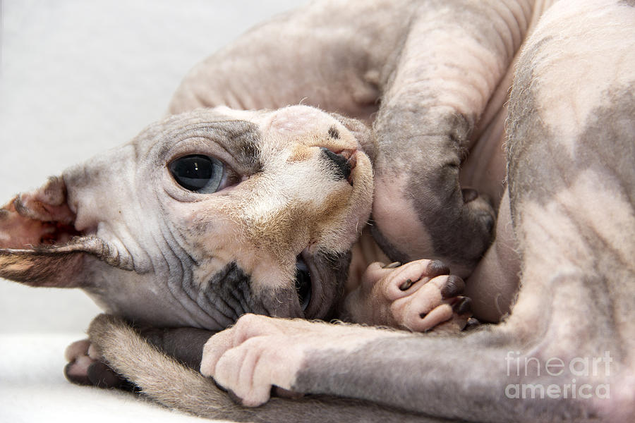 Hairless Cat Photograph by Jeannette Hunt