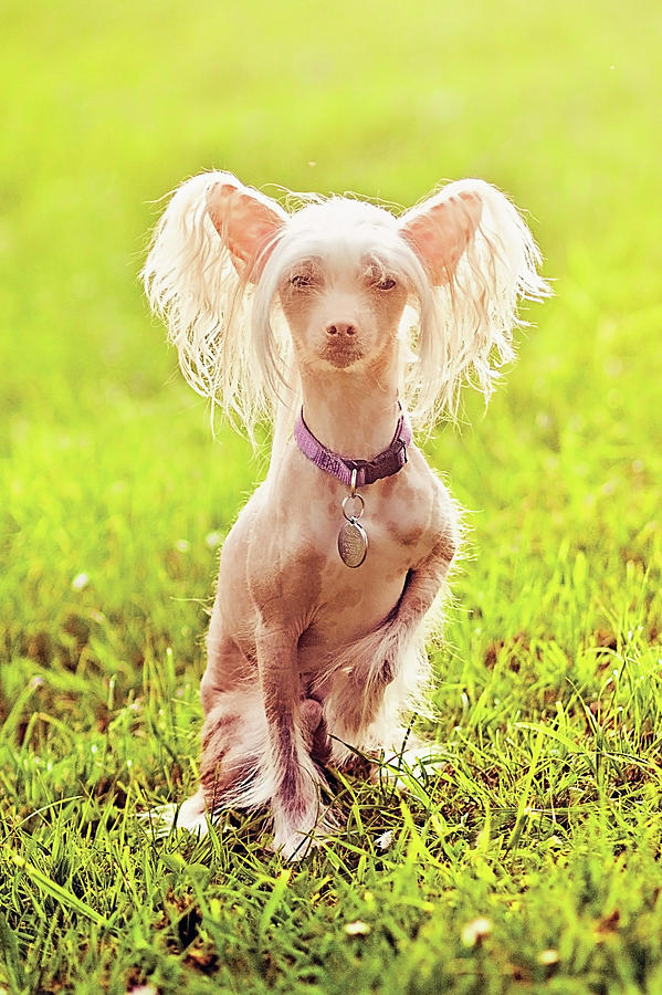 Hairless Chinese Crested Dog In Field Photograph by Amy Lane Photography