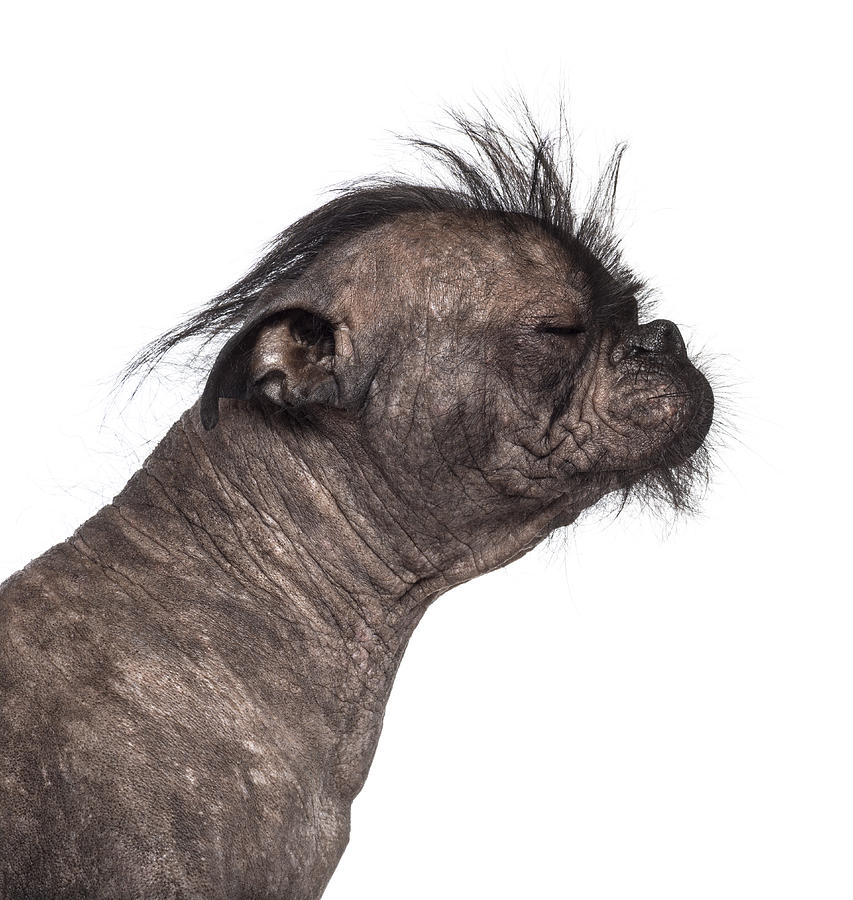 Hairless Mixed breed Photograph by Life On White