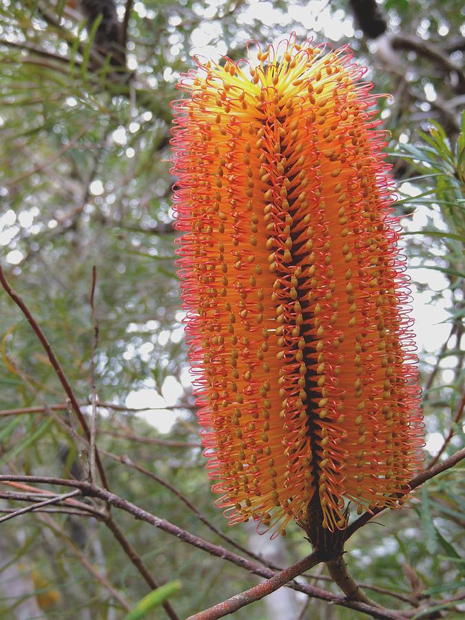 Hairpin Banksia Photograph by Denise Clark