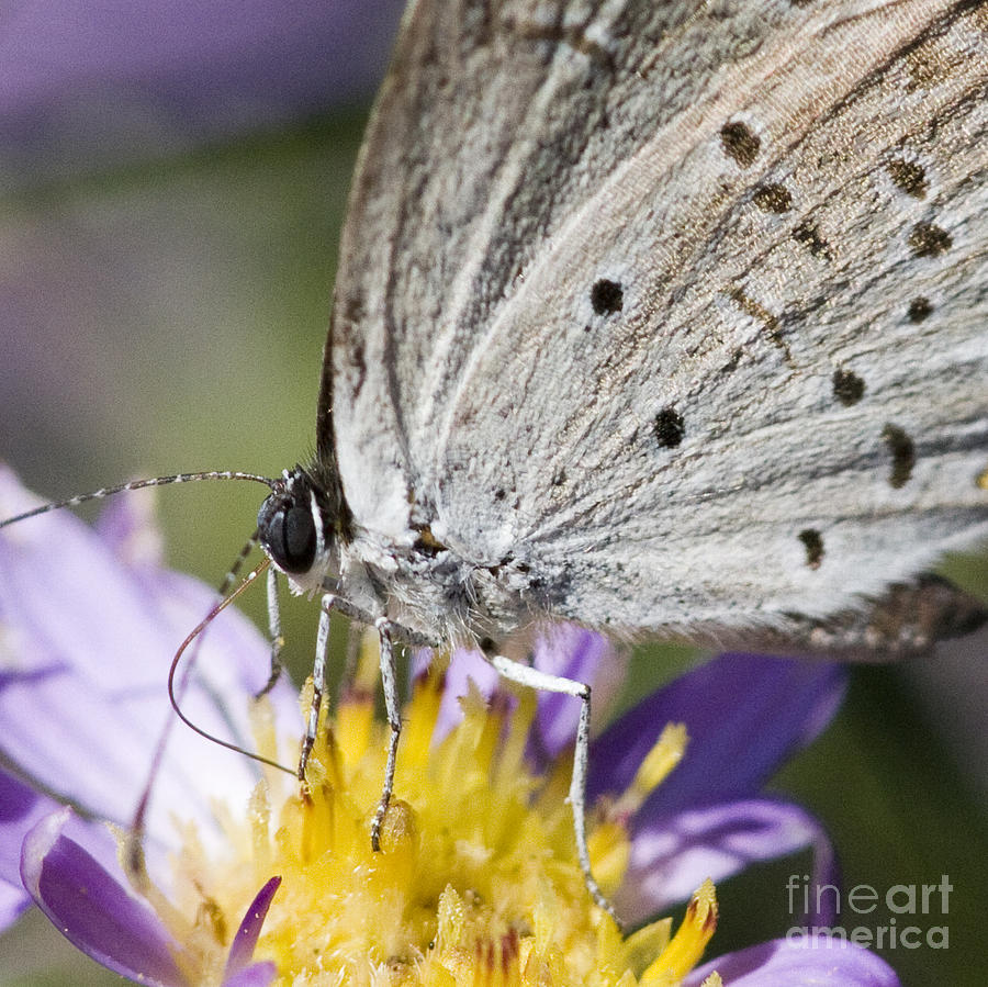 Hairstreak Butterfly Photograph by Chris Scroggins