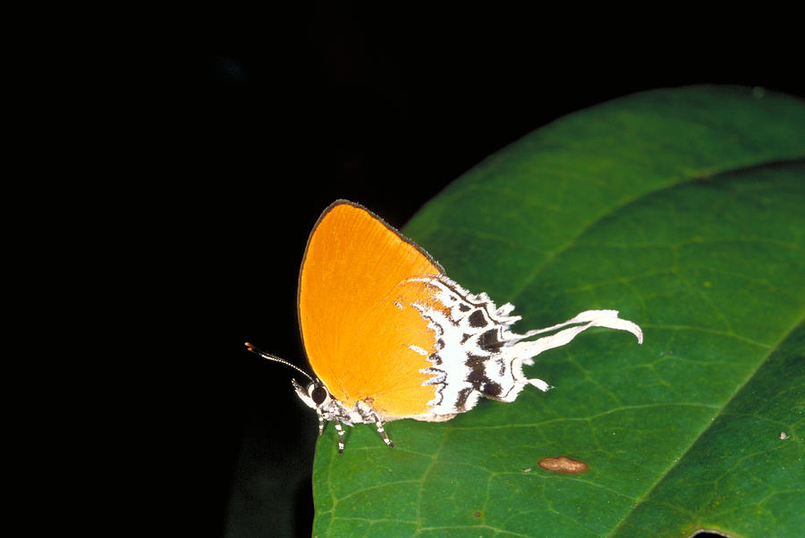 Hairstreak Butterfly Photograph by Simon D. Pollard