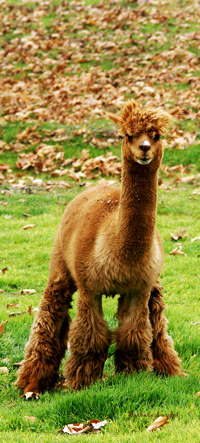 Animal Digital Art - Hairy Brown Gumby AKA Brown Alpaca by Barbara Snyder