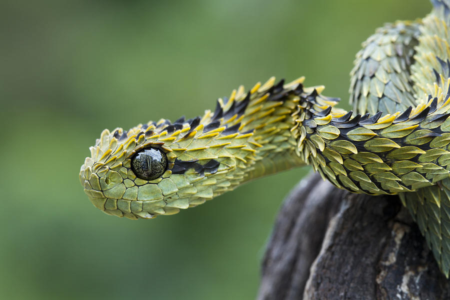 Hairy Bush Viper Snake Photograph by Mark Kostich