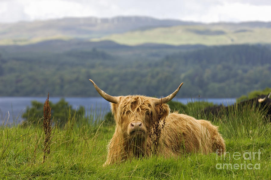 Hairy Coo - D002456 Photograph
