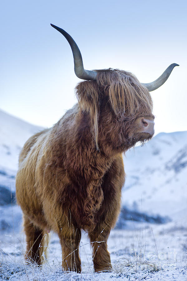 Hairy Coo Photograph by Justin Foulkes - Fine Art America