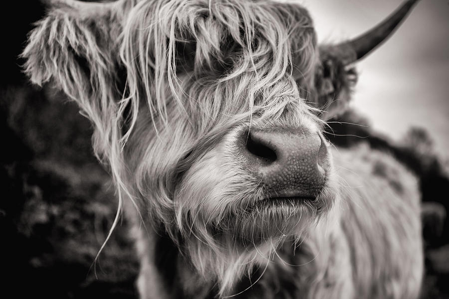Animal Photograph - Hairy Coo by Karen Marr