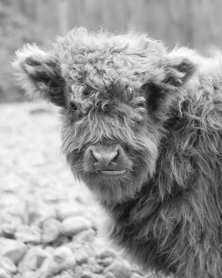 Black And White Photograph - Hairy Cow Baby by Stephanie McDowell