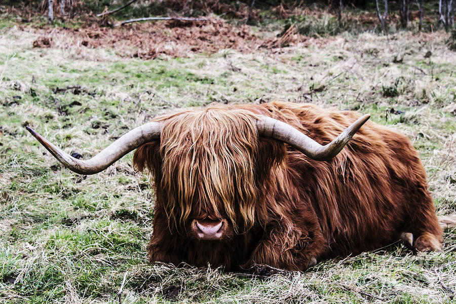 Nature Photograph - Hairy Cow by Elvis Vaughn