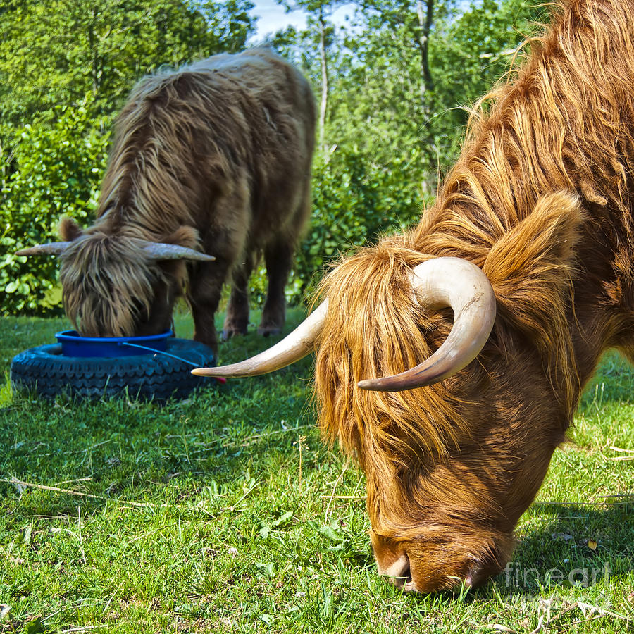 Hairy cow feeding Photograph by Antony McAulay