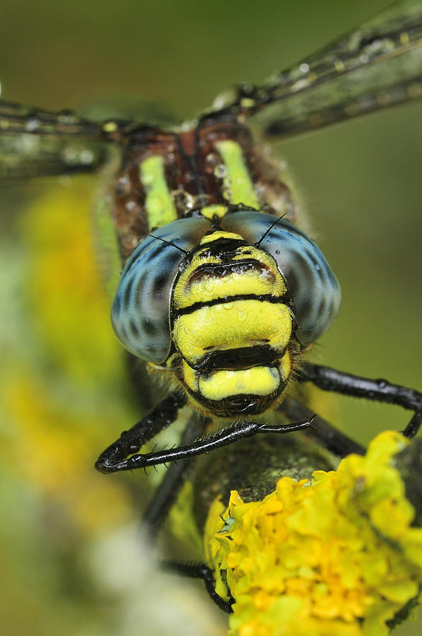 Hairy Dragonfly Switzerland Photograph by Thomas Marent