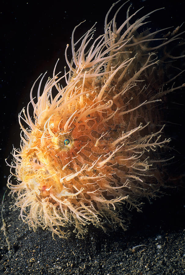 Hairy Frogfish Photograph by Jeff Rotman