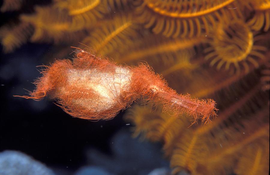 Hairy Ghost Pipefish Photograph by Newman & Flowers