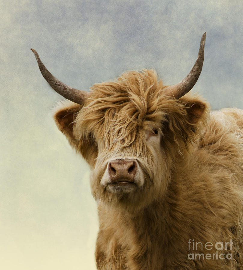 Nature Photograph - Hairy Highlander by Linsey Williams