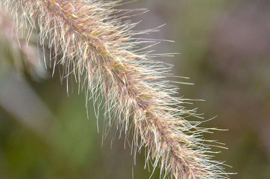 Abstract Photograph - Hairy by Maria Urso