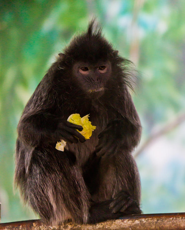 Hairy Monkey Photograph by Jonny D