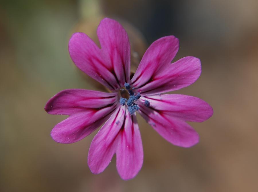 Hairy Pink Photograph By Rene Simon Fine Art America