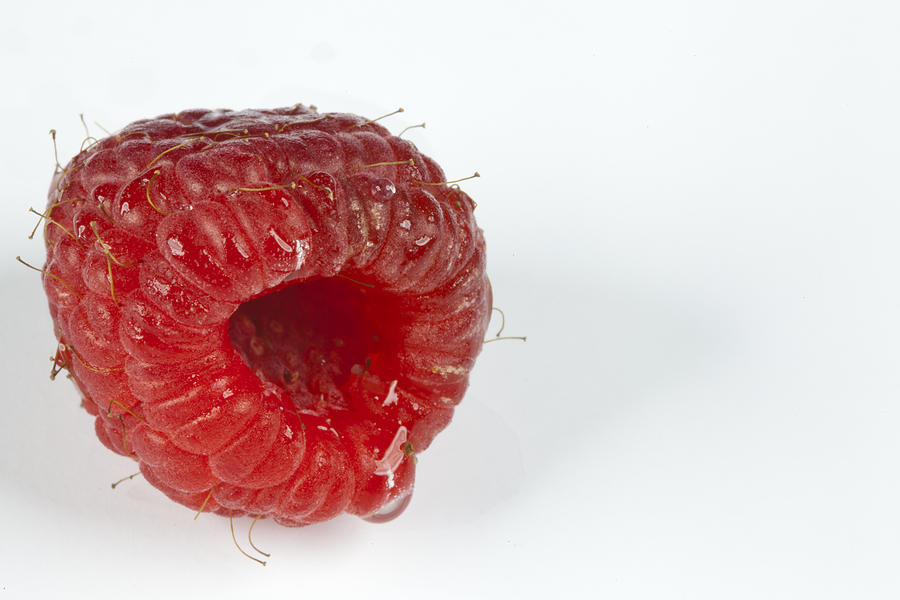 Raspberry Photograph - Hairy Raspberry by John Crothers