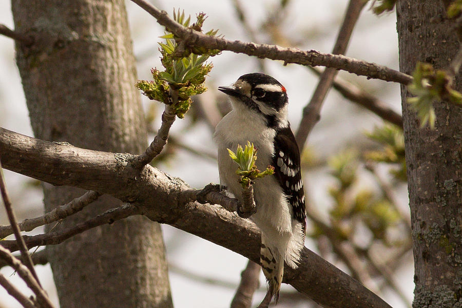 Woodpecker Photograph - Hairy Woodpecker Among The Spring Buds by Natural Focal Point Photography