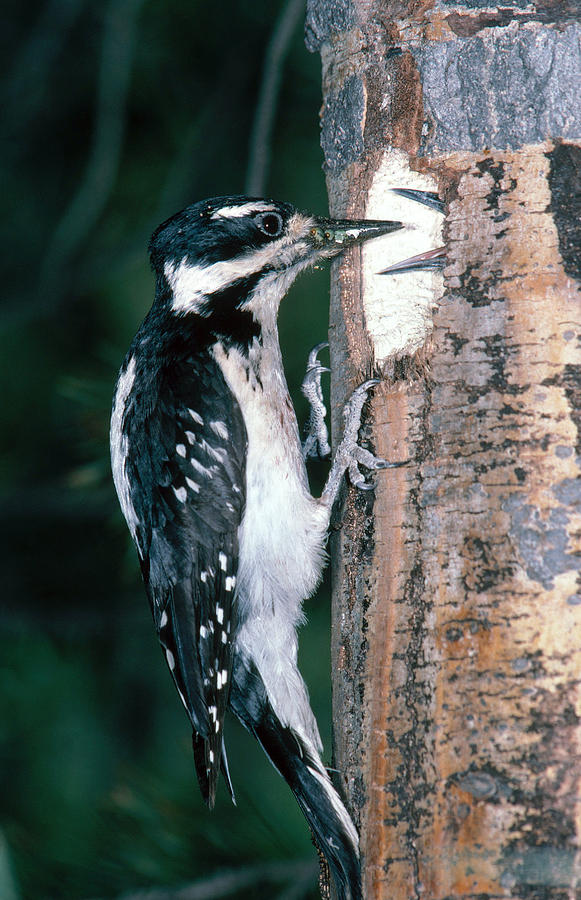 Hairy Woodpecker At Nest Photograph by Richard Hansen
