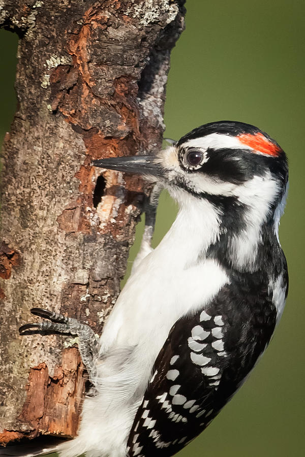 Woodpecker Photograph - Hairy Woodpecker by Bill Wakeley