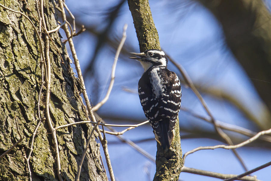 Hairy Woodpecker - Female Photograph by Jack R Perry