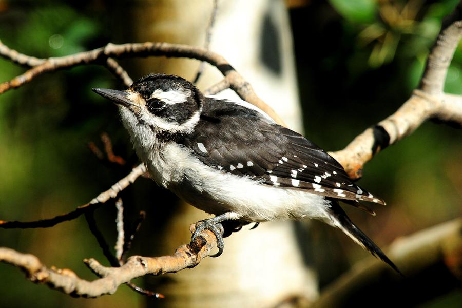 Hairy Woodpecker - female Photograph by Marilyn Burton