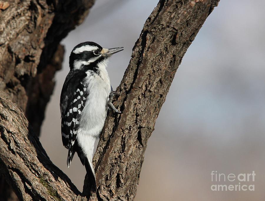 Hairy Woodpecker Photograph by Jack R Brock