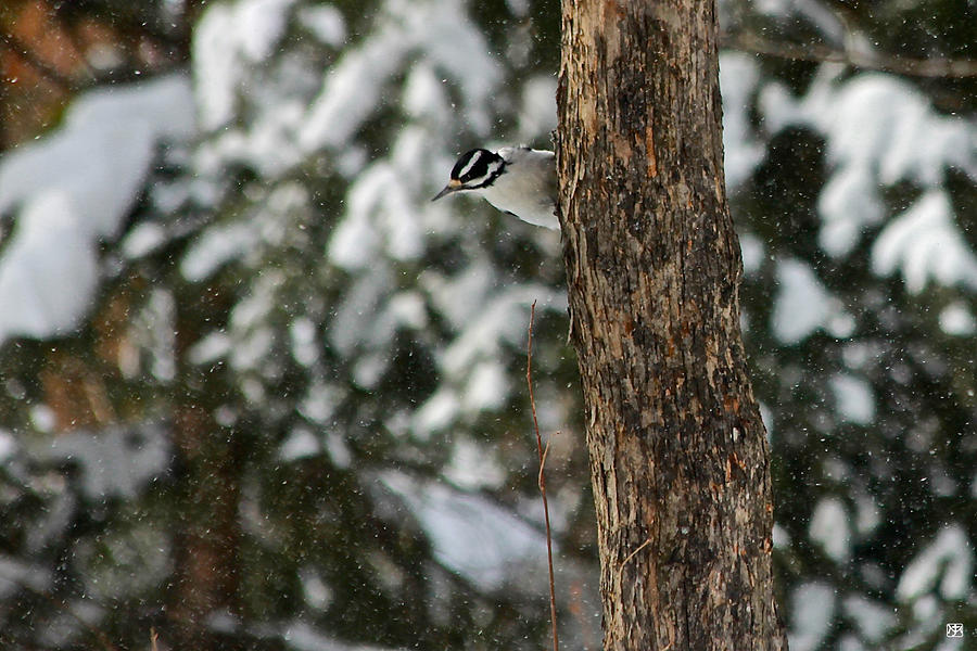 Hairy Woodpecker Photograph by John Meader