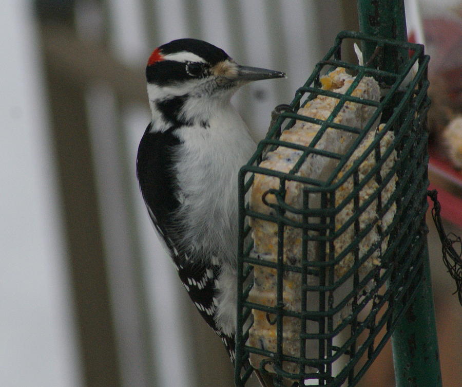 Hairy Woodpecker Photograph by Lois Lepisto