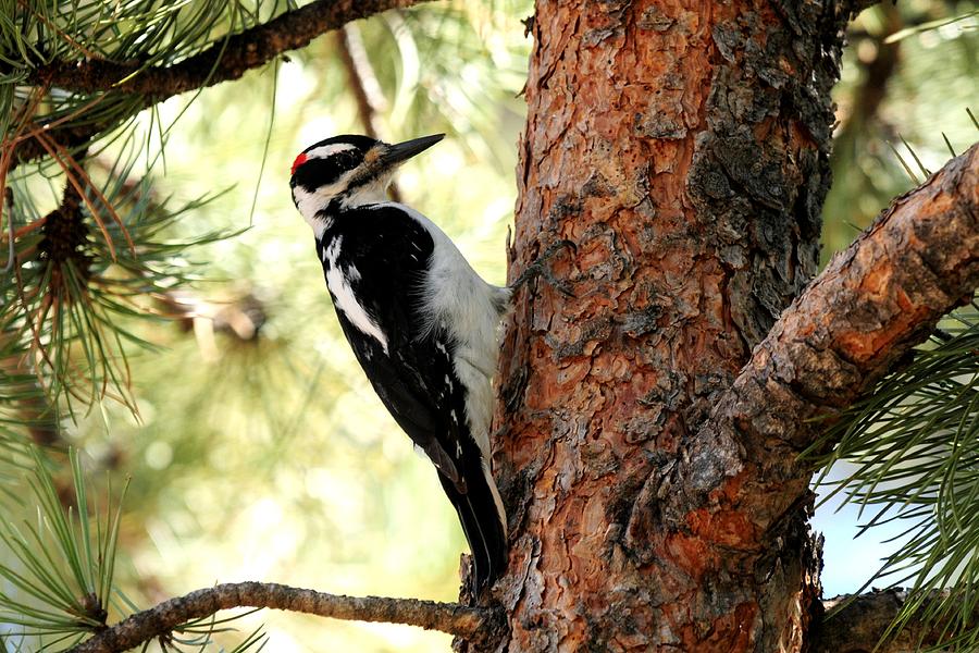 Hairy Woodpecker Photograph by Marilyn Burton