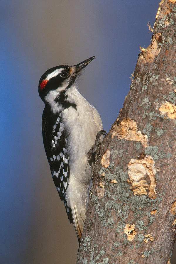 Hairy Woodpecker Photograph by Paul J. Fusco