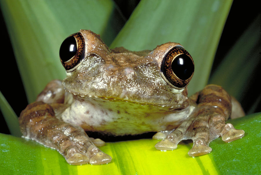 Haitian Giant Tree Frog Photograph by Jeffrey Lepore