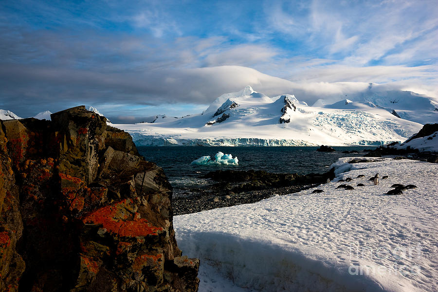 Half Moon Island Antarctica Photograph by Andy Myatt