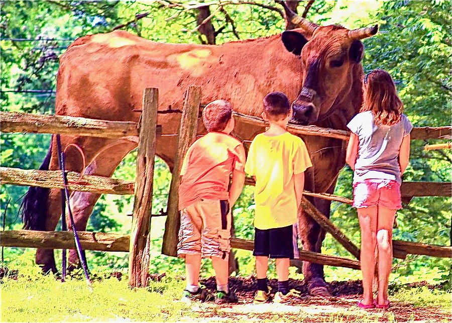 Halcyon Days of Summer Photograph by Amy G Taylor - Pixels