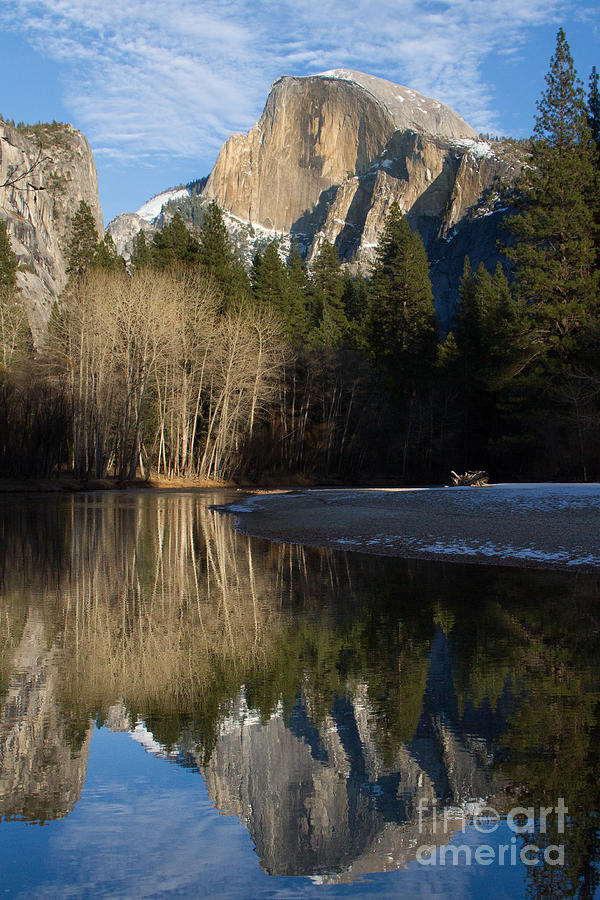 Half Dome and Cottonwoods reflected in Merced River  Photograph by Dan Hartford